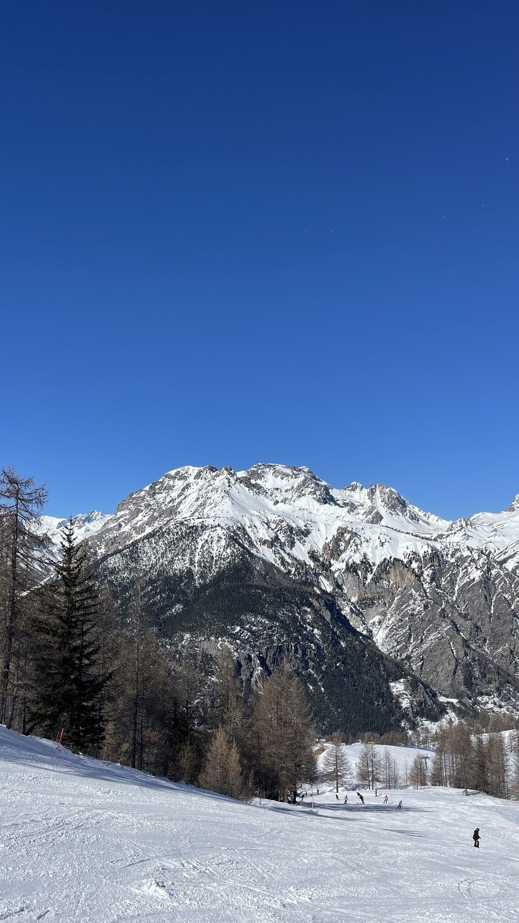 Le piste del Colomion tra i larici