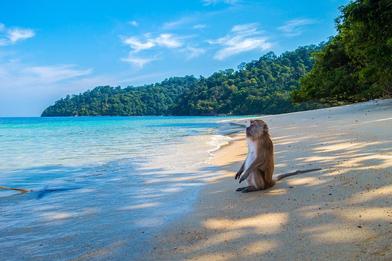 Una spiaggia di sabbia chiara e acqua turchese su un'isola del Pacifico panamense